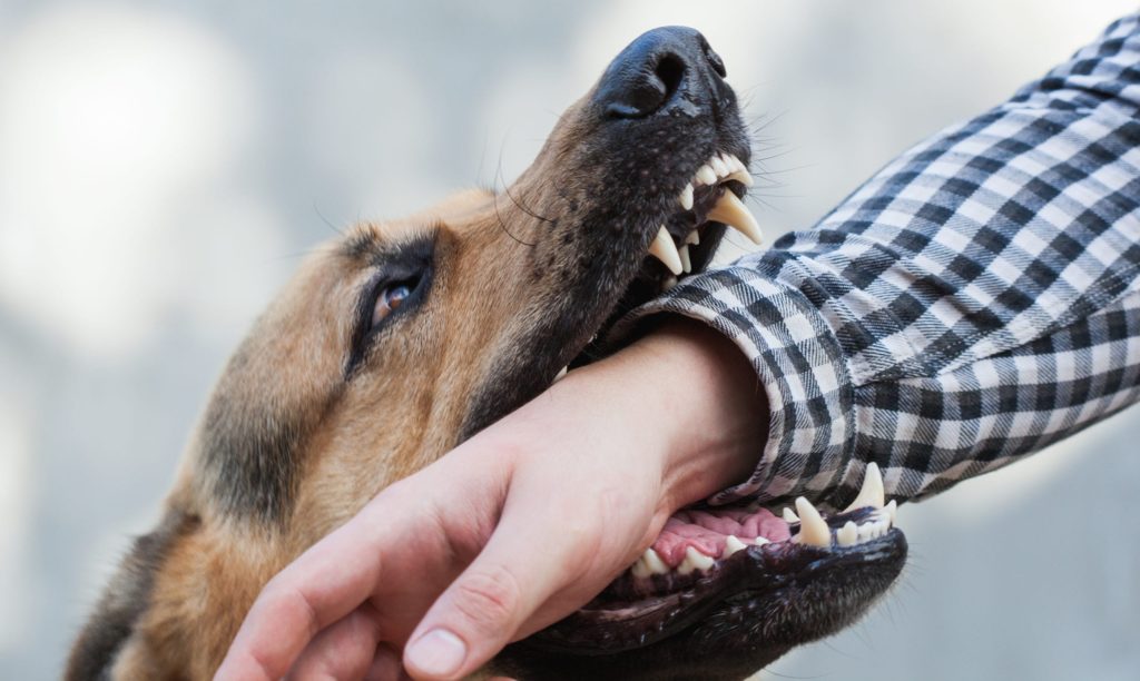 Dog belonging to Dallas Cowboys running back Ezekiel Elliott bites