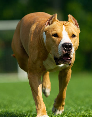 are american staffordshire terrier considered agressive