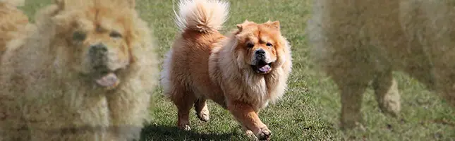 Chow Chows Dog Breed Powerful Large Breeds Bisnar Chase