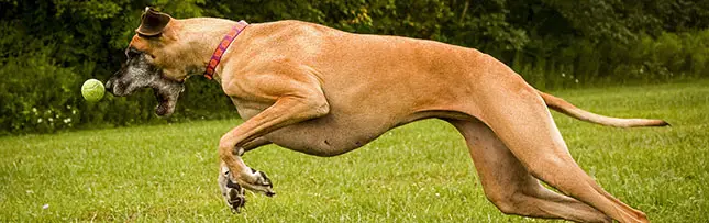 Great Dane Dog Breed - Powerful & Large Dogs - Bisnar Chase