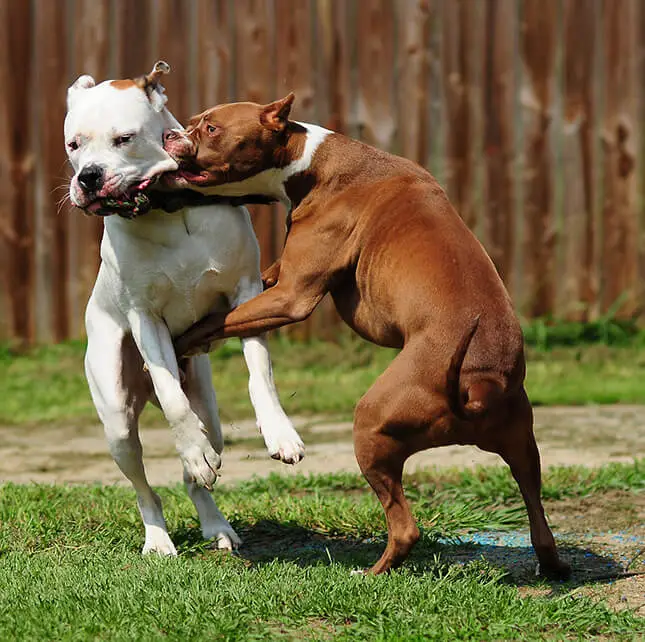 defending yourself during dog attack