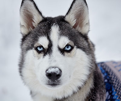 Siberian Husky Breed - Powerful Large Breed Canines