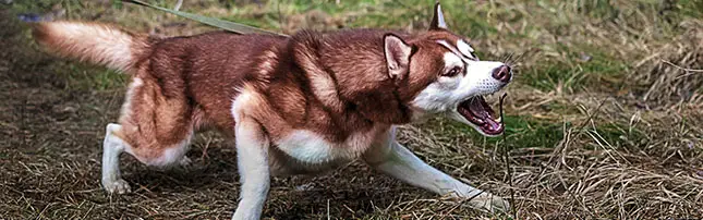 Siberian Husky Breed Powerful Large Breed Canines BC