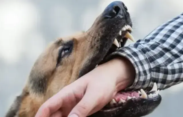 a German Shephard biting a man's arm