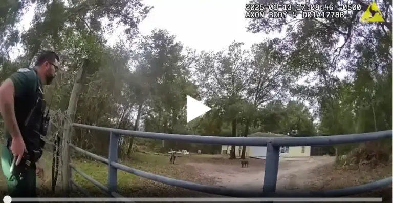 video of Florida Sheriff's approaching dangerous dogs