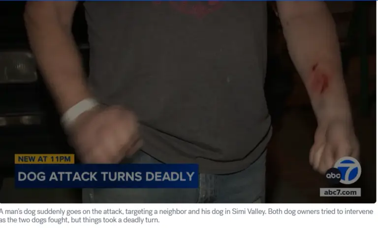 The Rottweiler's owner was injured in the dog attack, pictured here